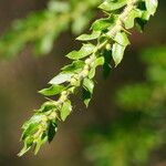 Acacia paradoxa Foglia