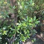 Rhizophora apiculata Φύλλο