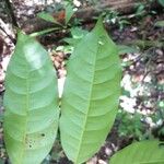 Iryanthera sagotiana Hostoa
