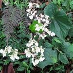 Begonia urophylla Alkat (teljes növény)