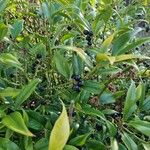 Sarcococca orientalis Habit