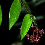 Notopleura epiphytica Fruit