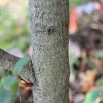 Pyrostria orbicularis 树皮