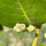 Chrysobalanus icaco Fleur