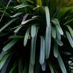 Aerides rosea Hoja
