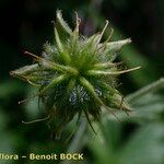 Geum pyrenaicum Fruit