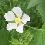 Kitaibelia vitifolia Flower