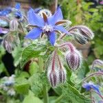 Borago officinalisFlower