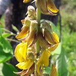 Crotalaria pallida Цвят