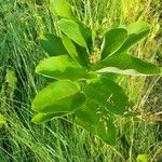 Asclepias syriaca ഇല