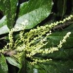 Macaranga corymbosa Hábito