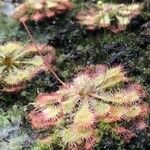 Drosera spatulata 葉