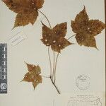 Acer caesium Sonstige