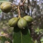 Pittosporum undulatum Fruit