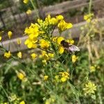 Brassica rapa Blüte