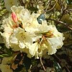 Rhododendron lacteum ফুল