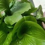 Hosta plantagineaLeaf