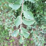 Spiraea trilobata Folha