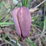 Fritillaria tubaeformis Õis