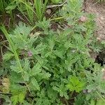 Teucrium scordium Libunga