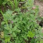 Teucrium scordium Habitat