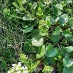 Cochlearia officinalis Λουλούδι