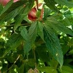 Eupatorium cannabinum Blatt