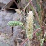 Phalaris aquatica Flower