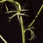 Eryngium heterophyllum Συνήθη χαρακτηριστικά