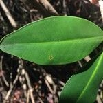 Rhizophora mangle Blatt