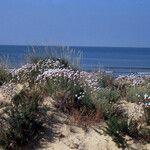 Armeria pungens Yeri