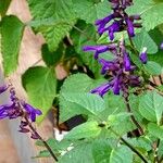 Salvia guaraniticaInny