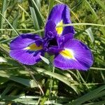 Iris latifolia ᱵᱟᱦᱟ