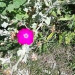 Lychnis coronaria Агульны выгляд