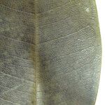 Vochysia surinamensis