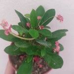 Euphorbia milii Liść