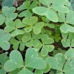 Oxalis incarnata Lapas