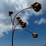 Luzula lutea Flower