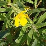 Ludwigia grandiflora Blomst