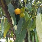 Garcinia dulcis Fruto