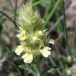 Sideritis hyssopifolia Flower