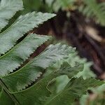 Hymenasplenium unilaterale Leaf