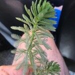 Myriophyllum aquaticum Blad