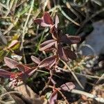 Hypericum hypericoides Leaf