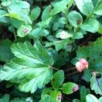 Rubus chamaemorus Ліст