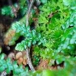 Selaginella denticulataഇല