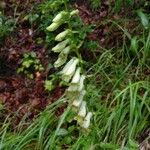 Digitalis lutea Blüte