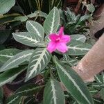 Catharanthus roseusKvet