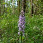 Dactylorhiza fuchsii Fula