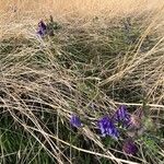 Vicia dasycarpaFlower